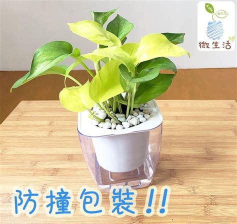 淨化廁所植物|【廁所這樣擺花，讓你呼吸好空氣！】 